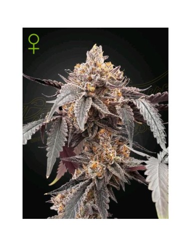 Green House Seeds - Guava x Gelato 41 Auto - 1 Seme