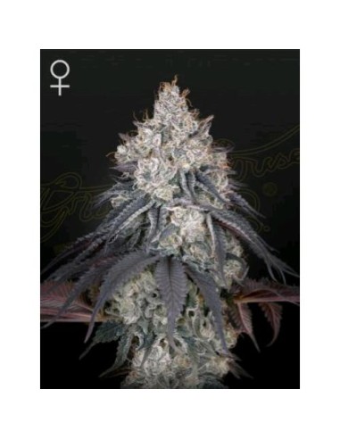 Green House Seeds - Lemon Orange Femm - 10 Semi