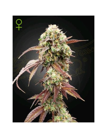 Green House Seeds - West Coast OG x Gelato 41 Auto - 3 Semi