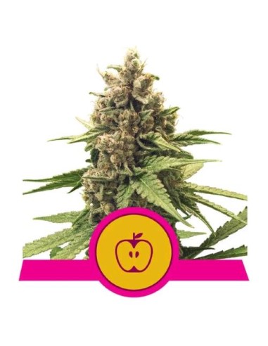 Royal Queen Seeds - Apple Fritter Femminizzata - Usa Premium  1 Seme