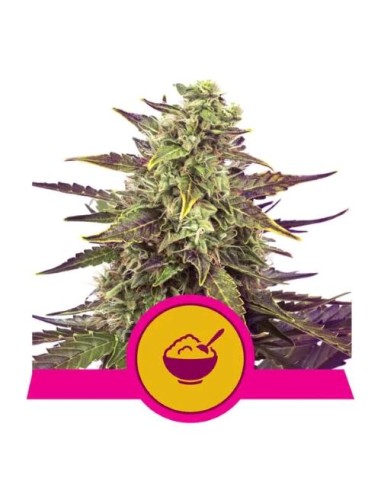 Royal Queen Seeds - Biscotti  Fem - Usa Premium  1 Seme