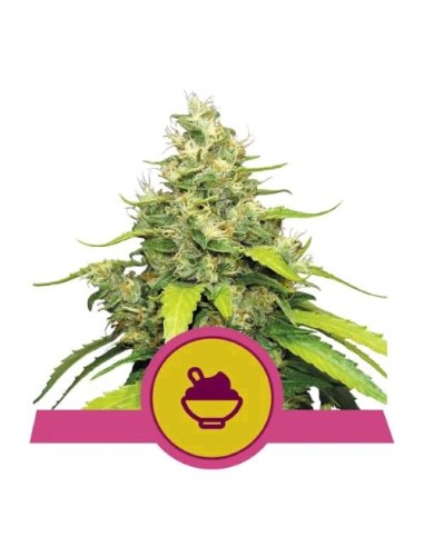 Royal Queen Seeds - Blue Gelato Fem - Usa Premium 10 Semi