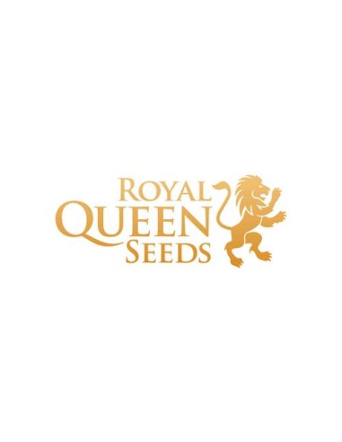 Royal Queen Seeds - Critical Fem - 25 Semi