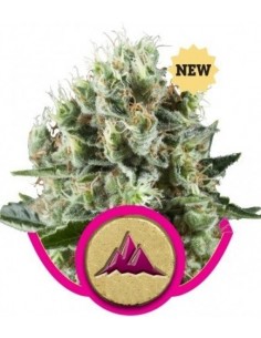 Royal Queen Seeds - Critical Kush Fem - 25 Semi