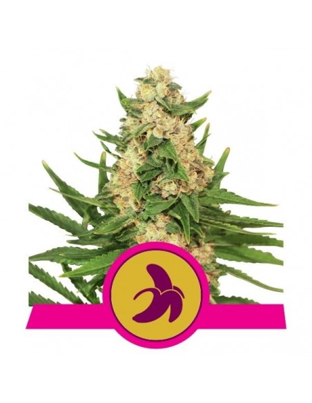 Royal Queen Seeds - Fat Banana Fem - Usa Premium - 25 Semi