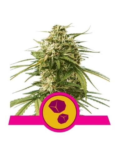 Royal Queen Seeds - Gushers  Fem - Usa Premium 1 Seme