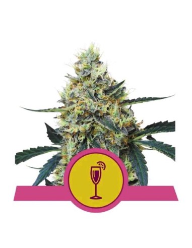 Royal Queen Seeds - Mimosa  Fem - Usa Premium 1 Seme