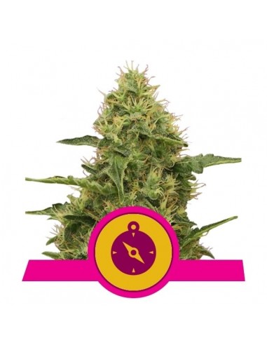 Royal Queen Seeds - Northern Light Fem - 10 Semi