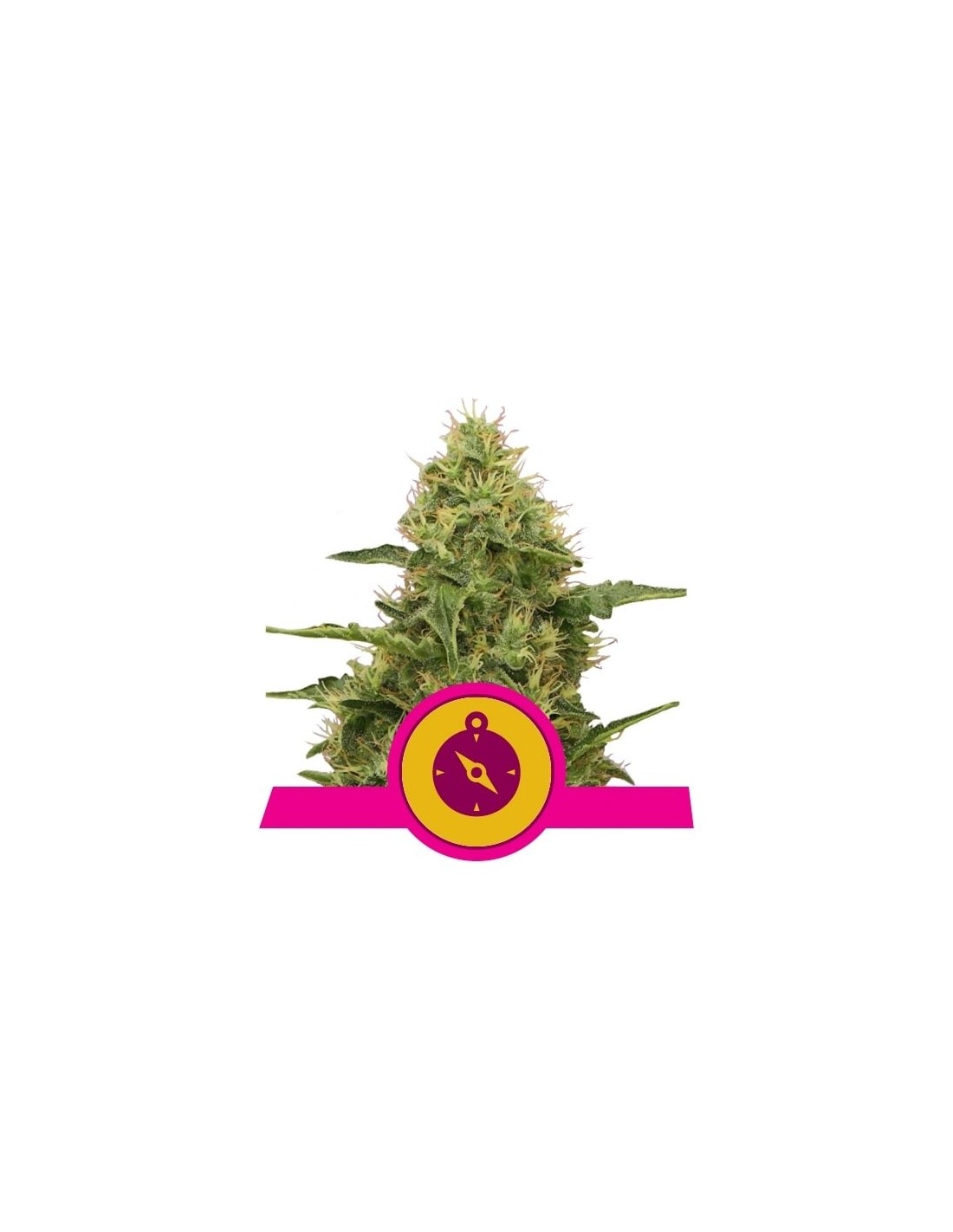 Northern Light Semi di Cannabis - Royal Queen Seeds