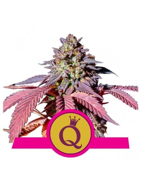 Royal Queen Seeds - Purple Queen Femminizzata - Usa Premium - 5 Semi