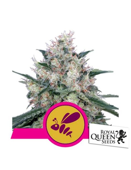 Royal Queen Seeds - Caramel Fem - 5 Semi