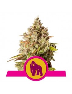 Royal Queen Seeds - Royal Gorilla Fem - Usa Premium - 100 Semi
