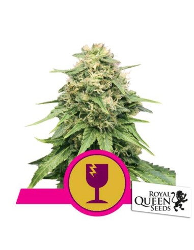 Royal Queen Seeds - Royal OG Kush Fem - 200 Semi