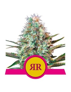 Royal Queen Seeds - Royal Runtz Fem - 10 Semi