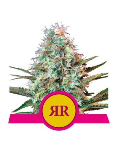 Royal Queen Seeds - Royal Runtz Fem - 10 Semi