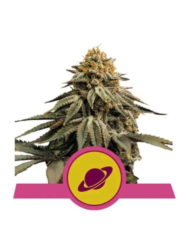 Royal Queen Seeds - Royal Skywalker Fem - 1 Seme - USA Premium