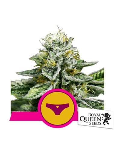 Royal Queen Seeds - Sherbet Queen Fem - 3 Semi