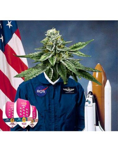 Royal Queen Seeds - Sherbet Queen Fem - 3 Semi...