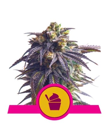 Royal Queen Seeds - Sundae Driver Fem - 5 Semi - USA Premium