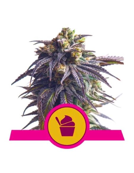 Royal Queen Seeds - Sundae Driver Fem - 5 Semi - USA Premium