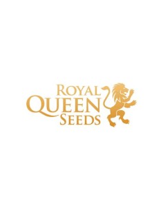 Royal Queen Seeds - Sundae Driver Fem - 3 Semi - USA Premium 2