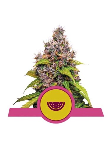 Royal Queen Seeds - Watermelon  Fem - 10 Semi  USA Premium