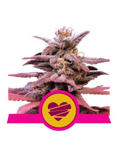 Royal Queen Seeds - Wedding Crasher Fem - 10 Semi USA Premium