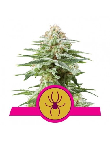 Royal Queen Seeds - White Widow Fem - 25 Semi