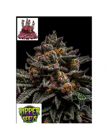 Ripper Seeds - Brain Cake - 1 seme