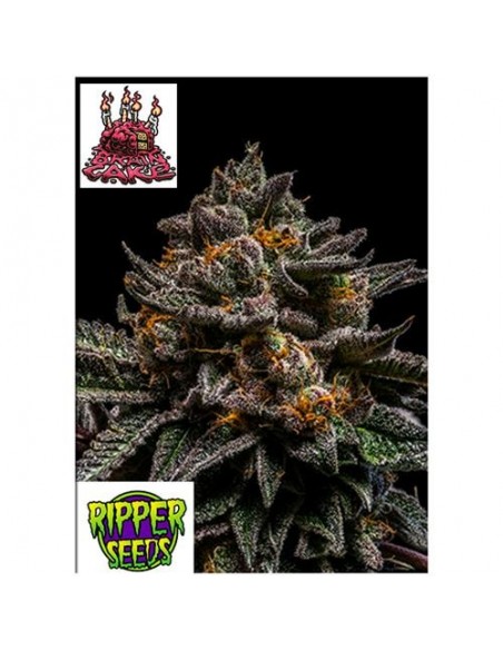 Ripper Seeds - Brain Cake - 1 seme Ripper Seeds - Brain Cake - 1 seme
