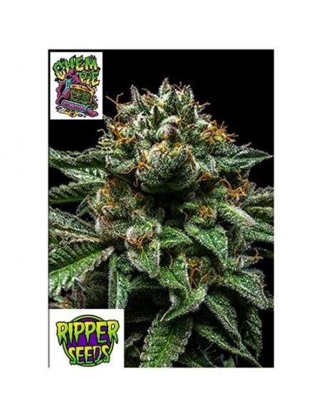 Ripper Seeds - Chempie - 5 Semi