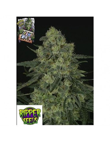 Ripper Seeds - Criminal +  - 3 Semi