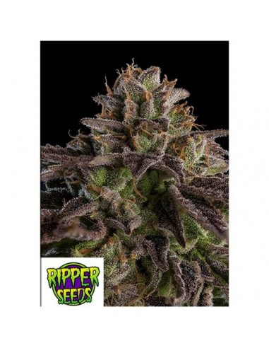 Ripper Seeds - KmintZ - 1 seme