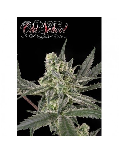 RIPPER SEEDS - OLD SCHOOL - 1 SEME FEM