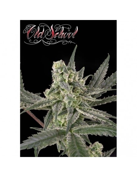 RIPPER SEEDS - OLD SCHOOL - 1 SEME FEM