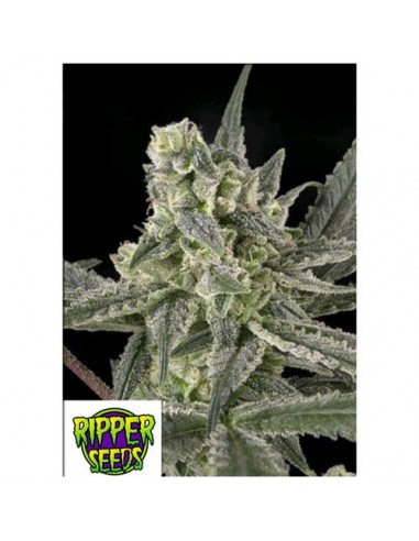 Ripper Seeds - Old School - 3 semi