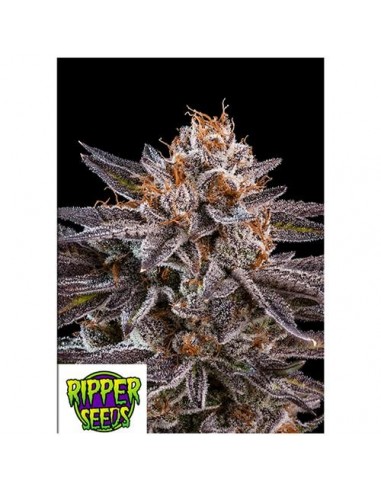 Ripper Seeds - OMG - 3 semi