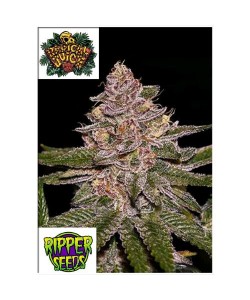 Ripper Seeds - Radical Juice - 3 Semi