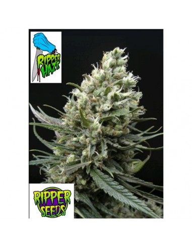Ripper Seeds - Ripper Haze - 3 semi
