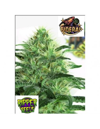 Ripper Seeds - Sideral - 1 Seme