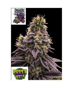 Ripper Seeds - Zombie Bride - 3 semi