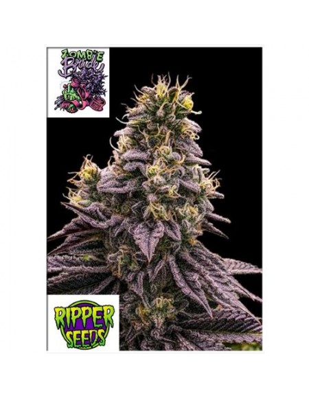 Ripper Seeds - Zombie Bride - 3 semi