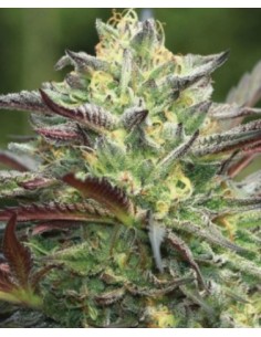 Humboldt Seed Company - All Gas OG - 3 Semi 2