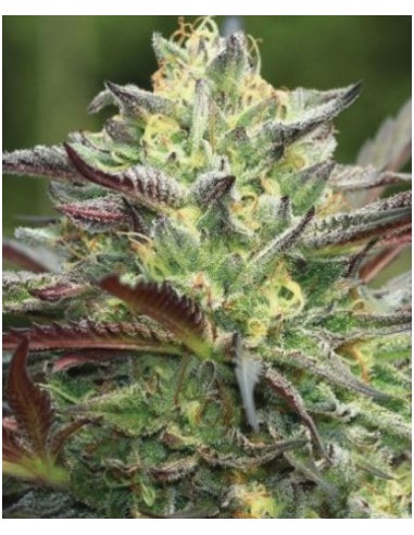 Humboldt Seed Company - All Gas OG - Fem 3 Semi