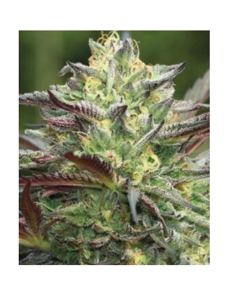 Humboldt Seed Company - All Gas OG - Fem 3 Semi