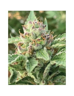 Humboldt Seed Company - Apple Blossom - 3 Semi 2