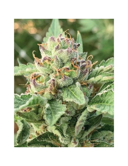 Humboldt Seed Company - Apple Blossom - Fem 3 Semi
