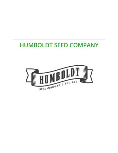 Humboldt Seed Company - Bigfoot  Glue - Fem 3 Semi