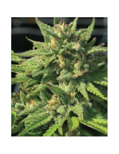 Humboldt Seed Company - Bigfoot  Glue - Fem 3 Semi