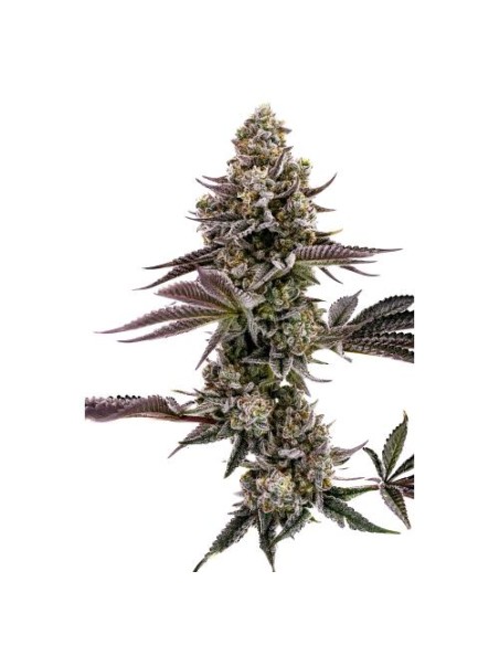 Humboldt Seed Company - Blueberry Cupcake - 5 Semi